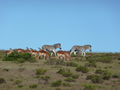 Zebra in Amakhala, Amakhala Game Reserve, &copy;Georgie Tarrant